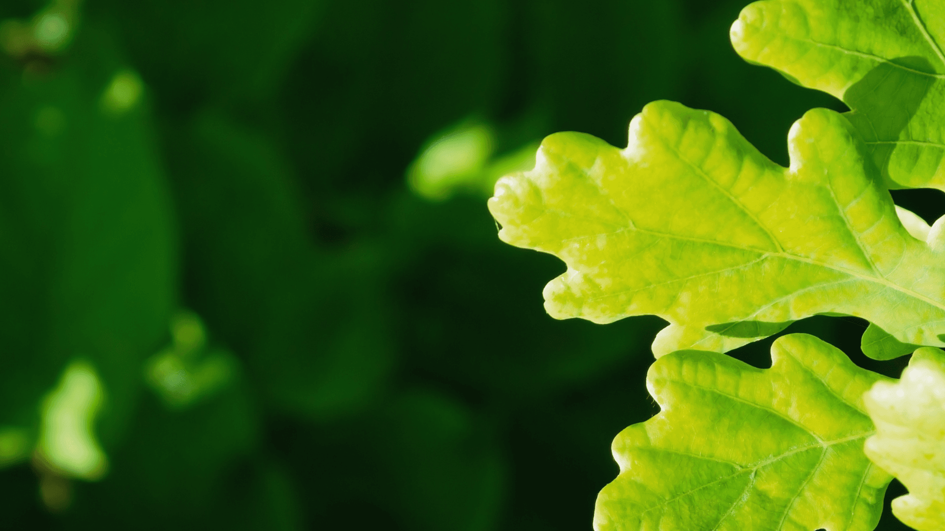 Why We Use Oak for Our Crosses