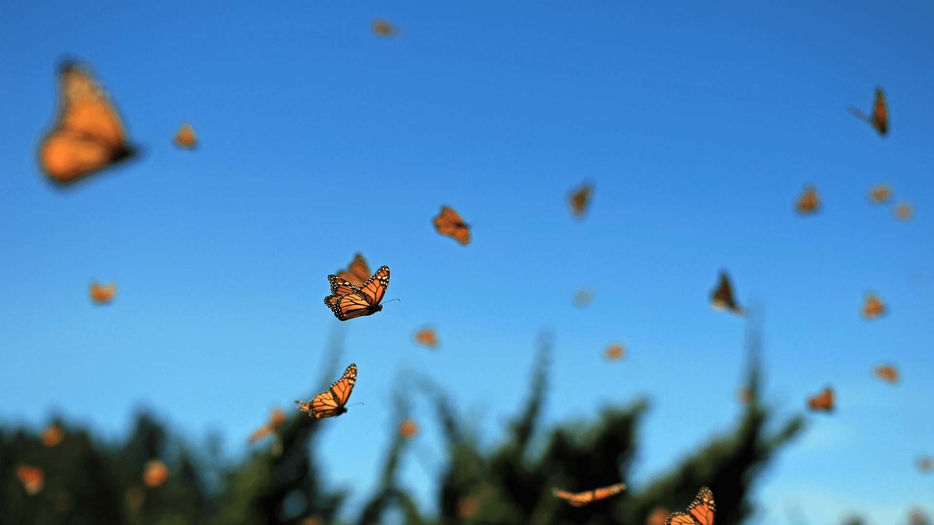 The Meaning Behind the Butterfly