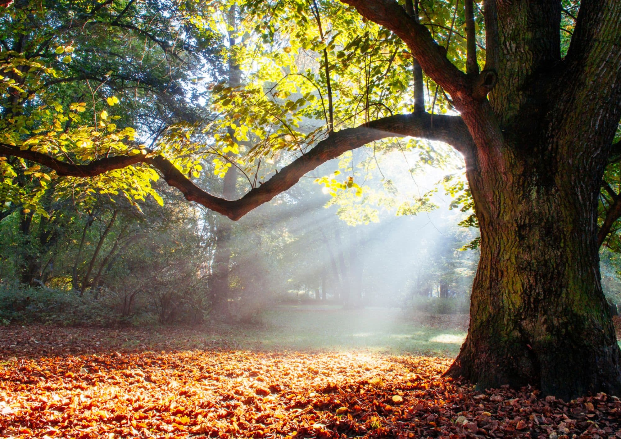 Why We Chose Oak: A Cross Built to Return to the Earth